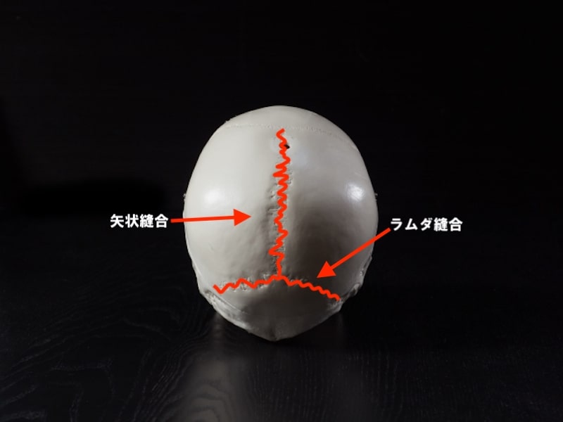 頭蓋骨